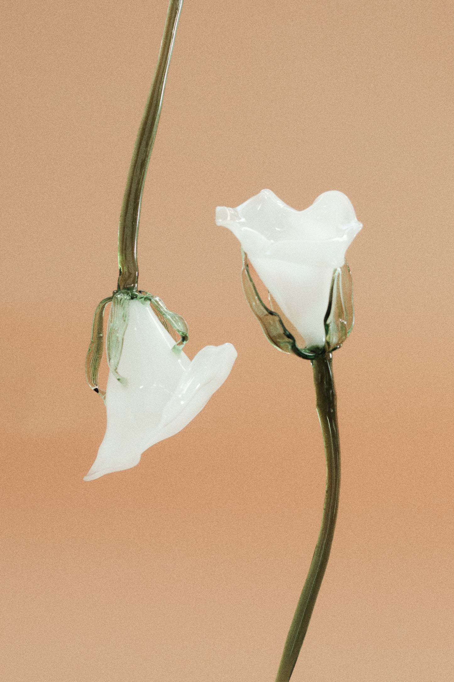Flor Cala Blanca con hojas