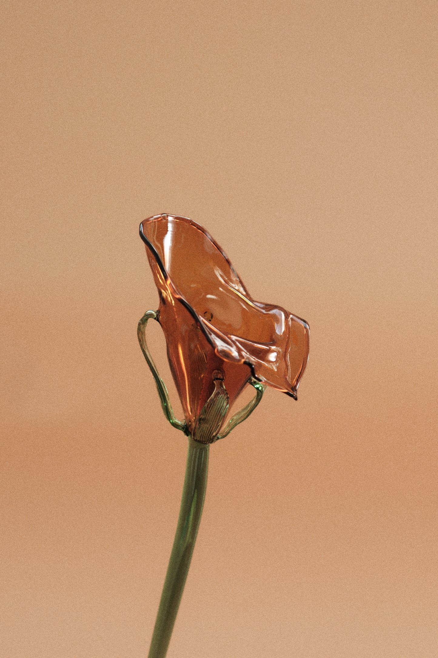 Flor Cala Naranja con hojas
