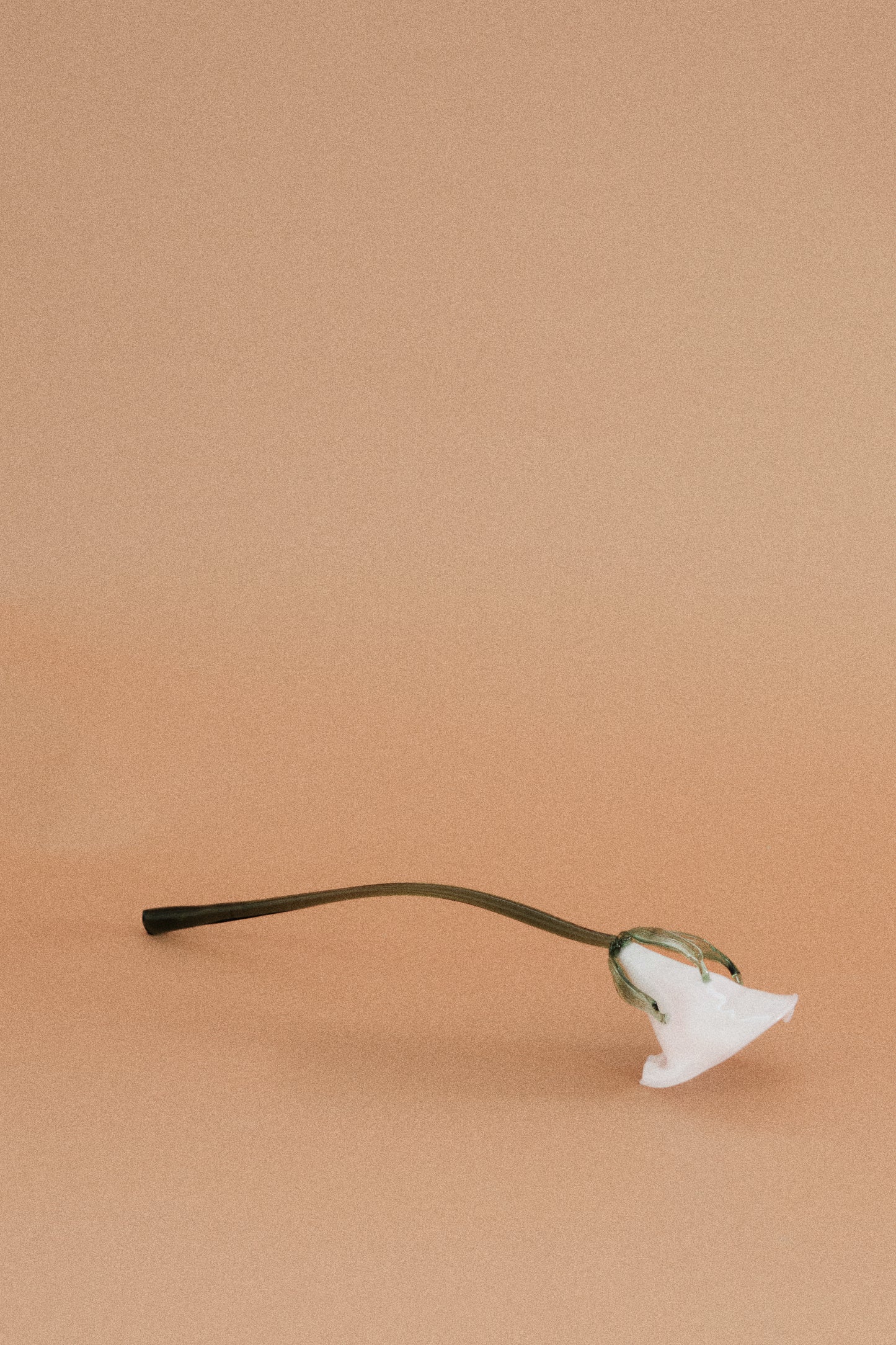 Flor Cala Blanca con hojas