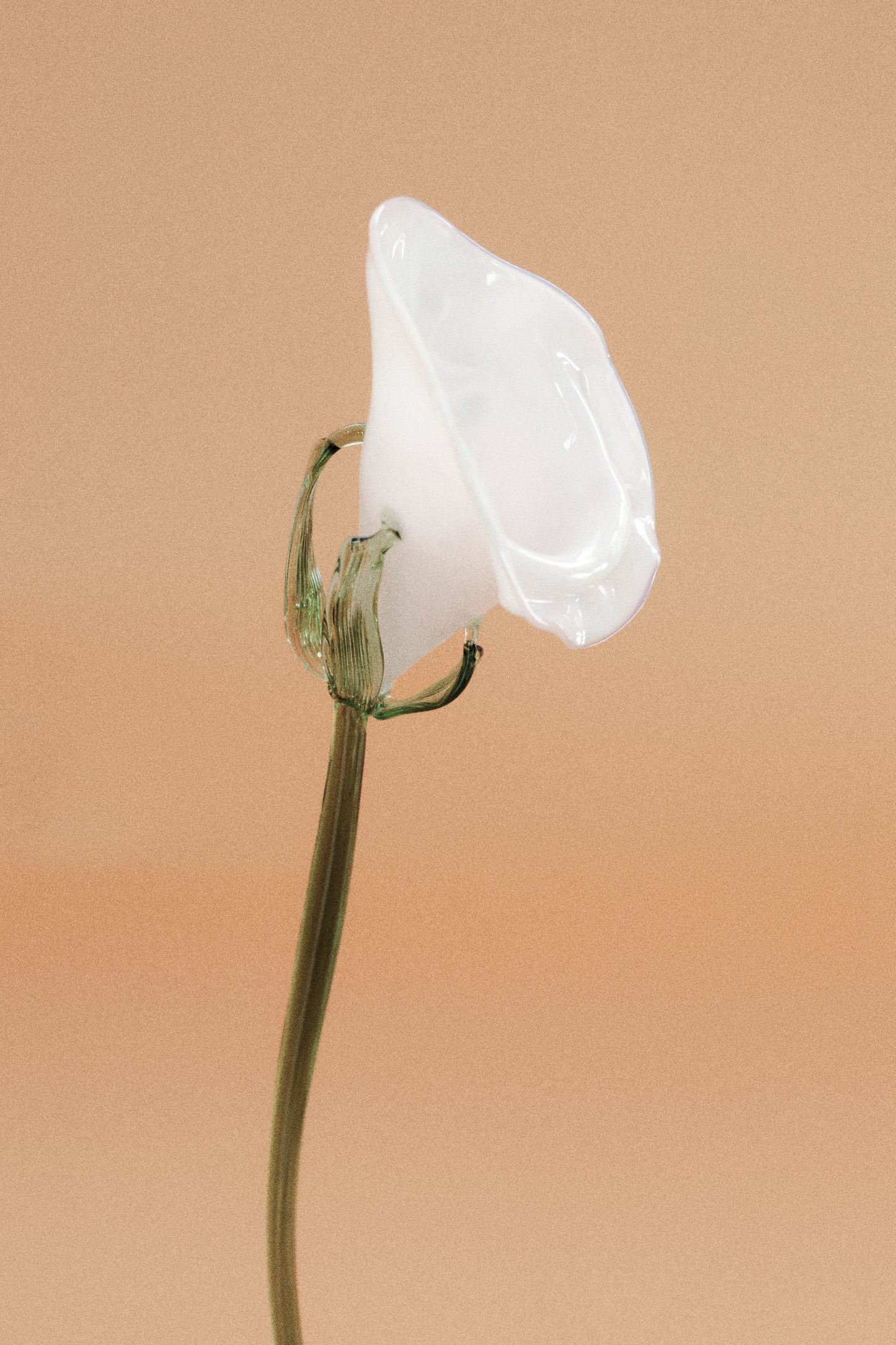 Flor Cala Blanca con hojas