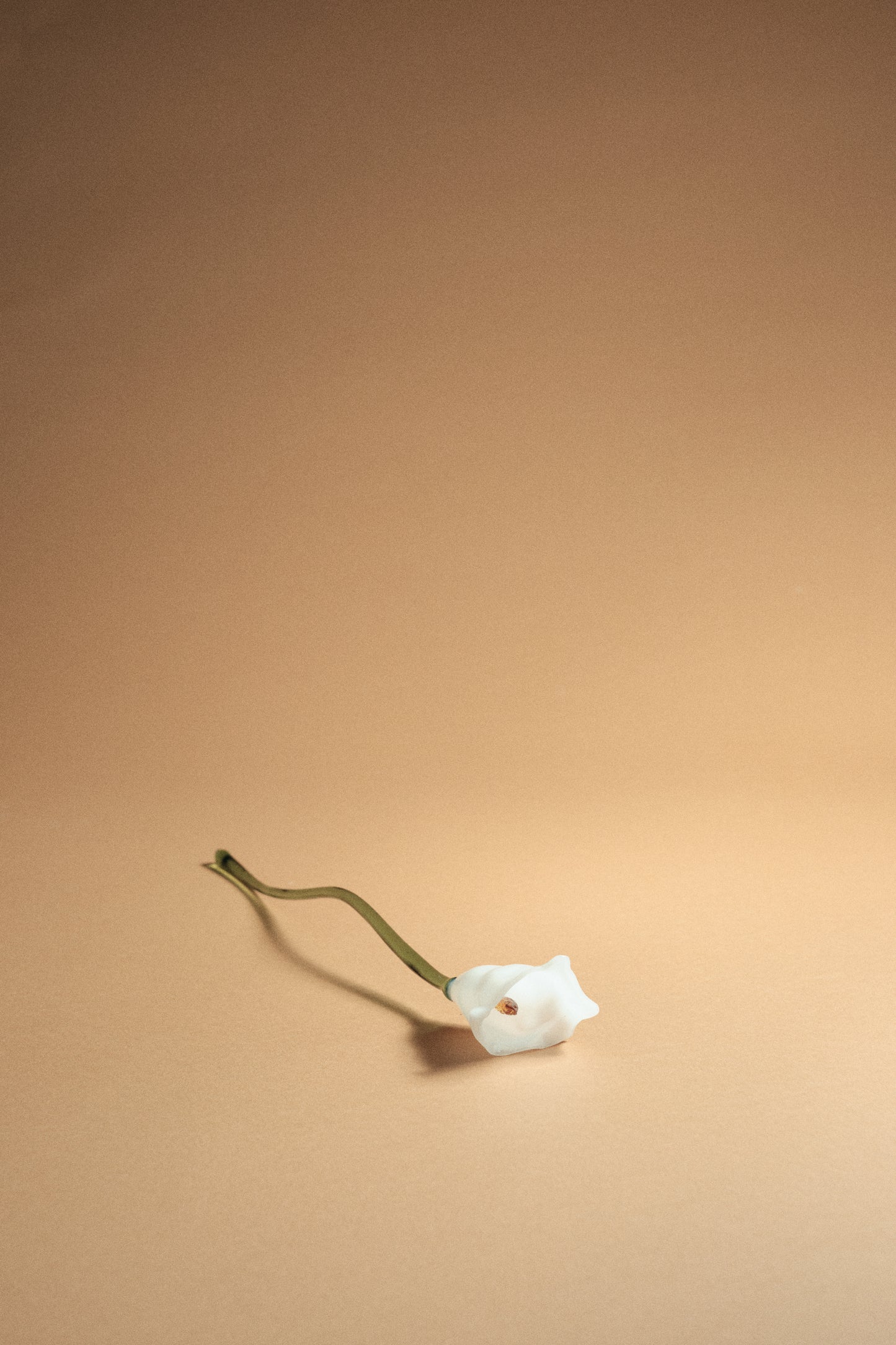 Flor Cala Blanca