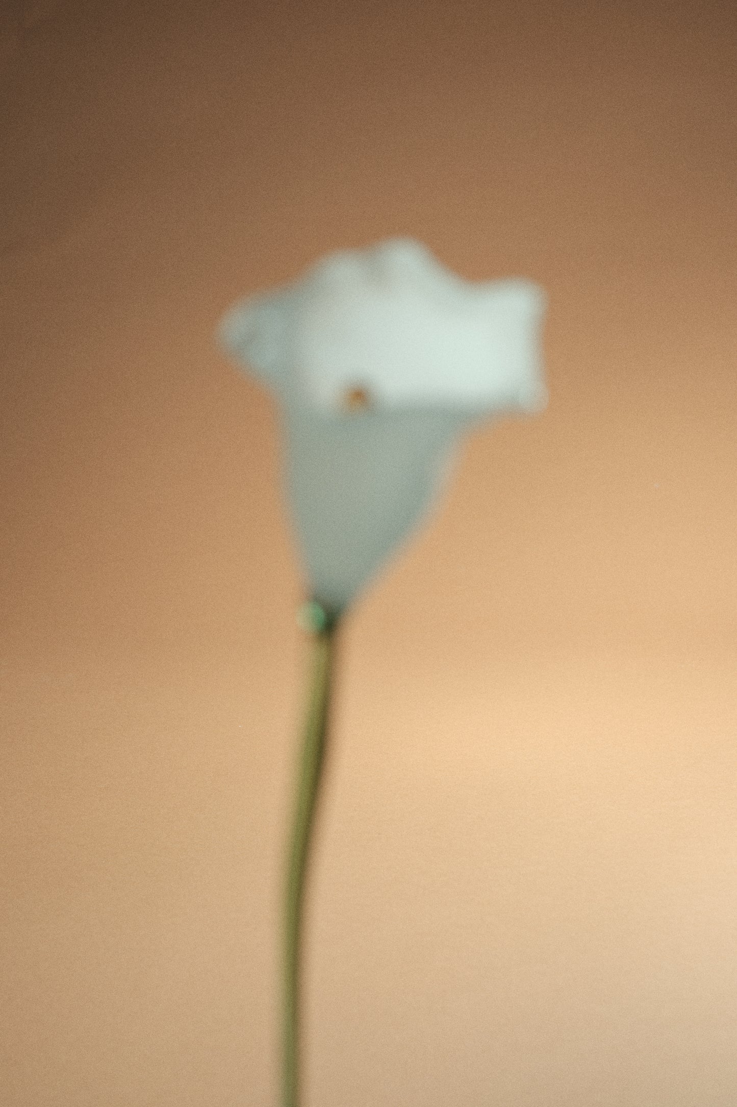 Flor Cala Blanca