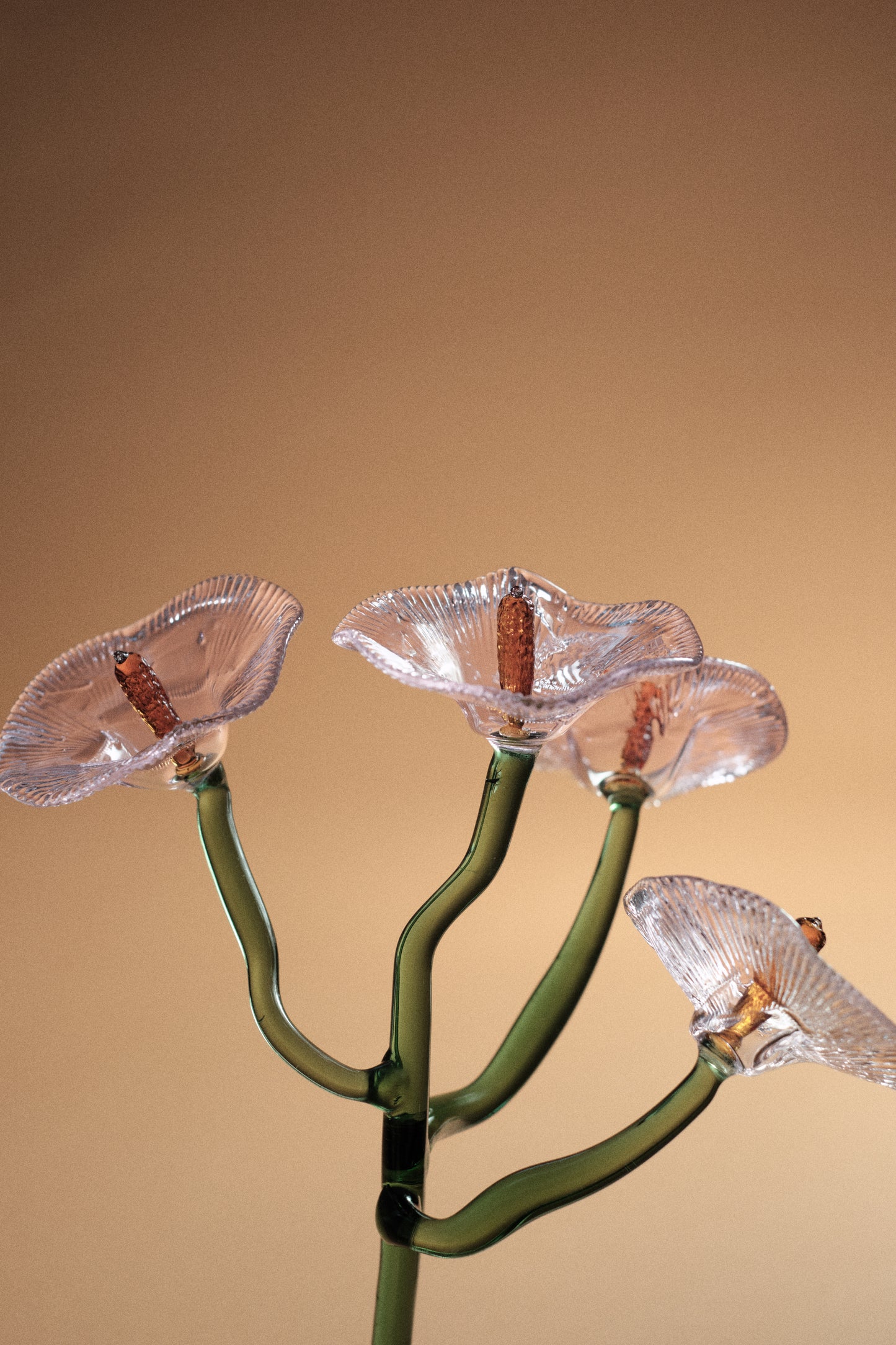 Inflorescencia Rosa Traslúcida