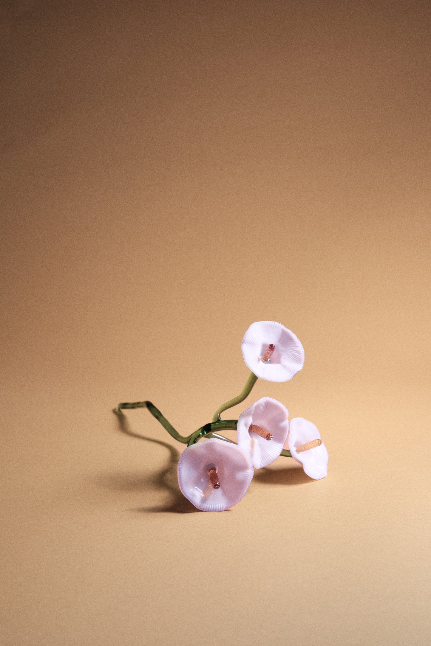 Inflorescencia Rosa Chic