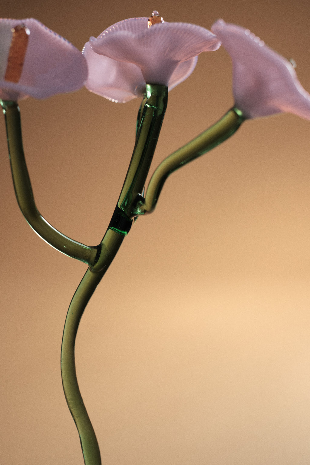 Inflorescencia Rosa Chic