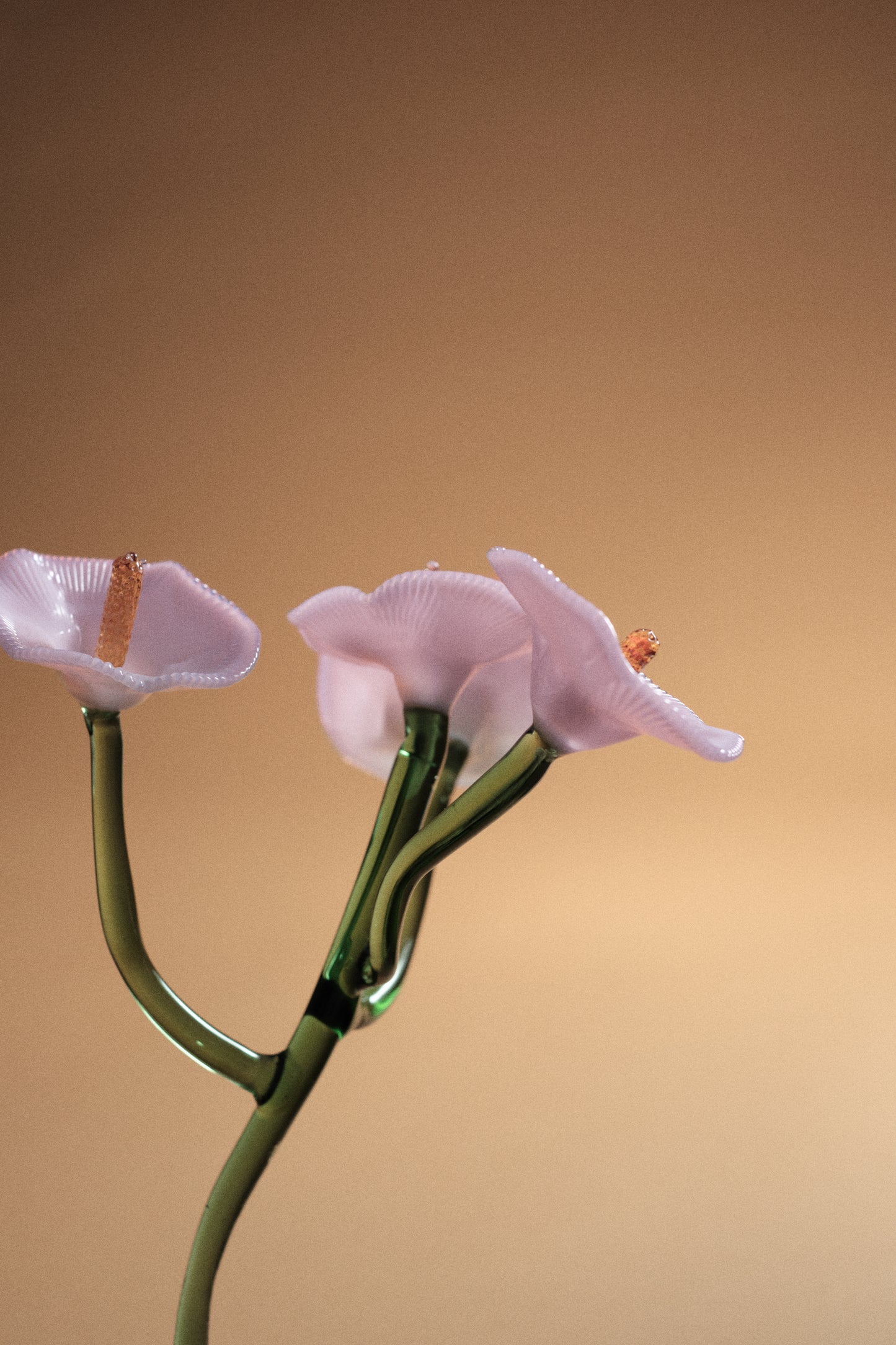 Inflorescencia Rosa Chic