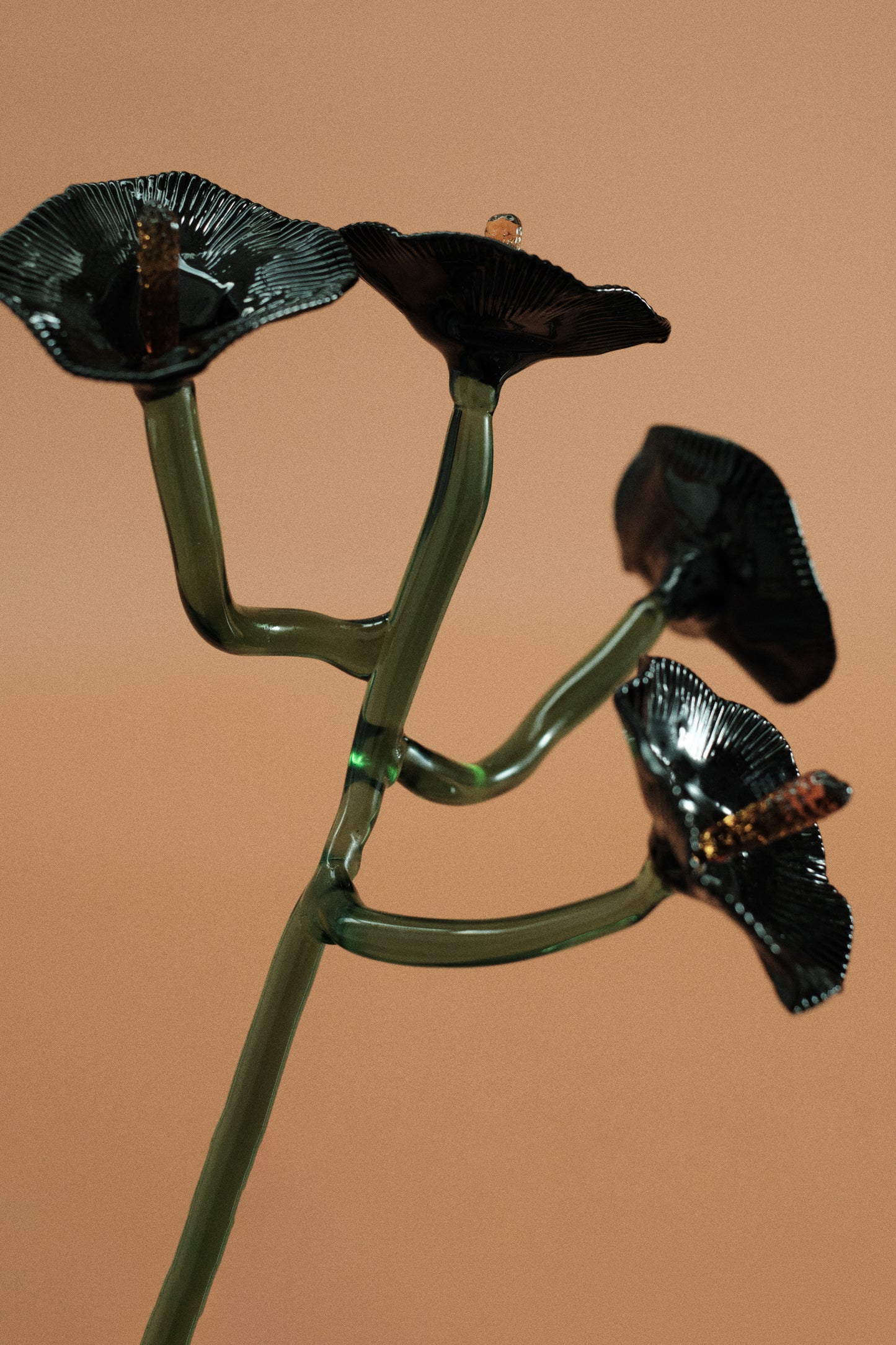 Inflorescencia Negra
