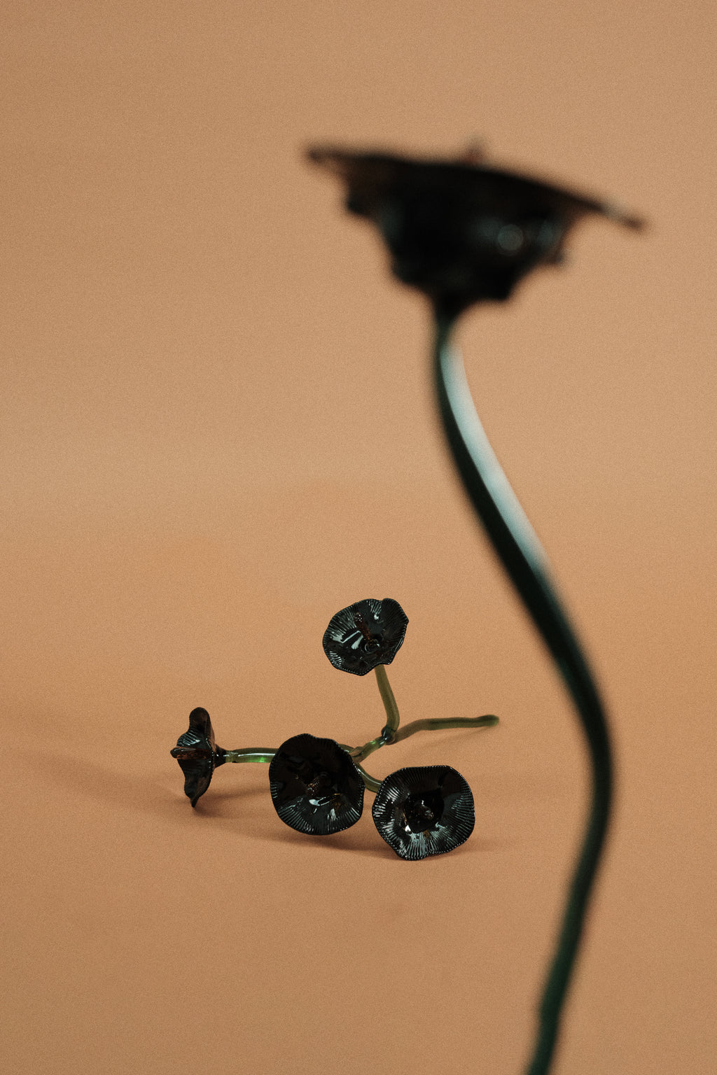 Inflorescencia Negra