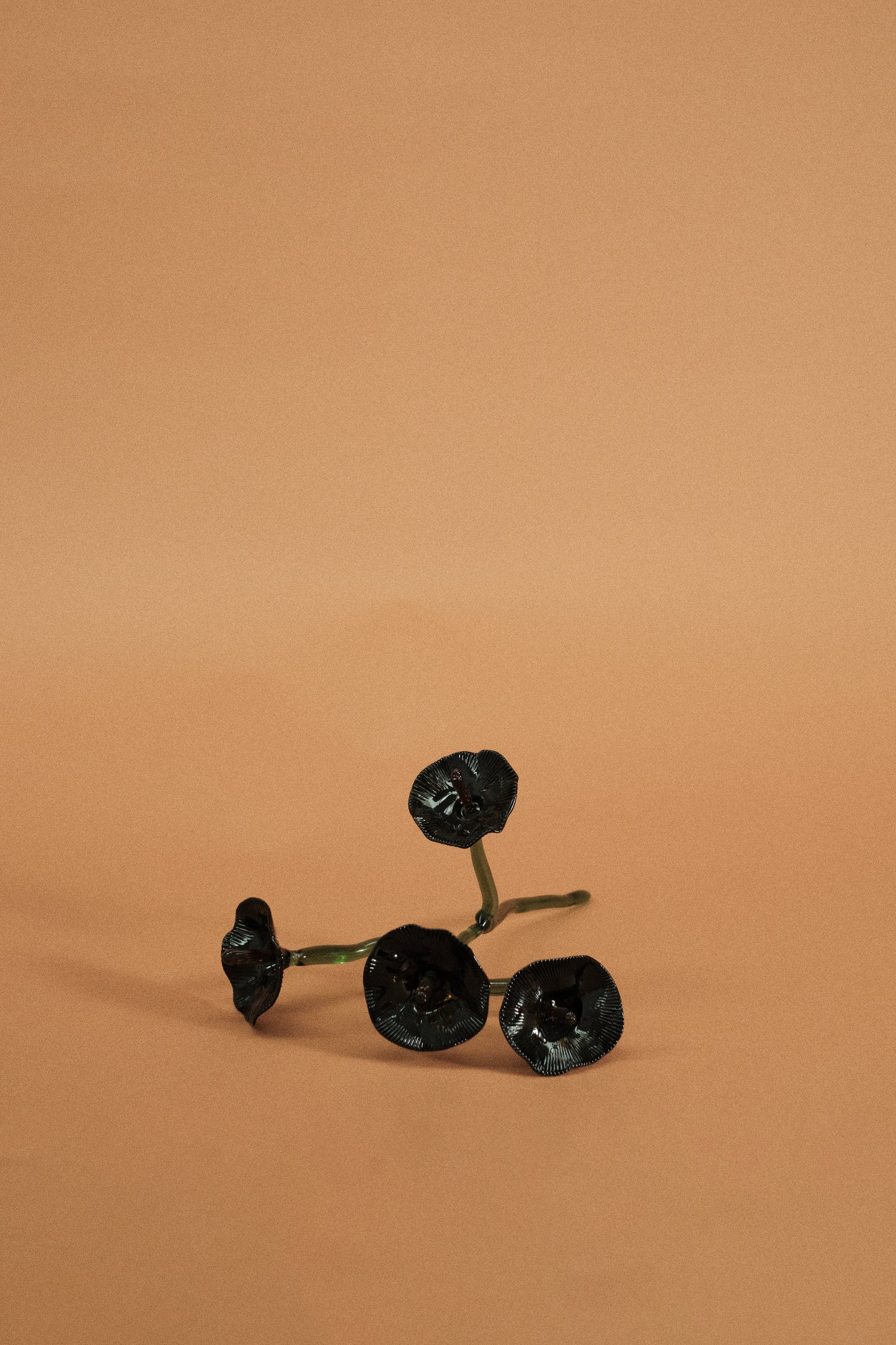 Inflorescencia Negra