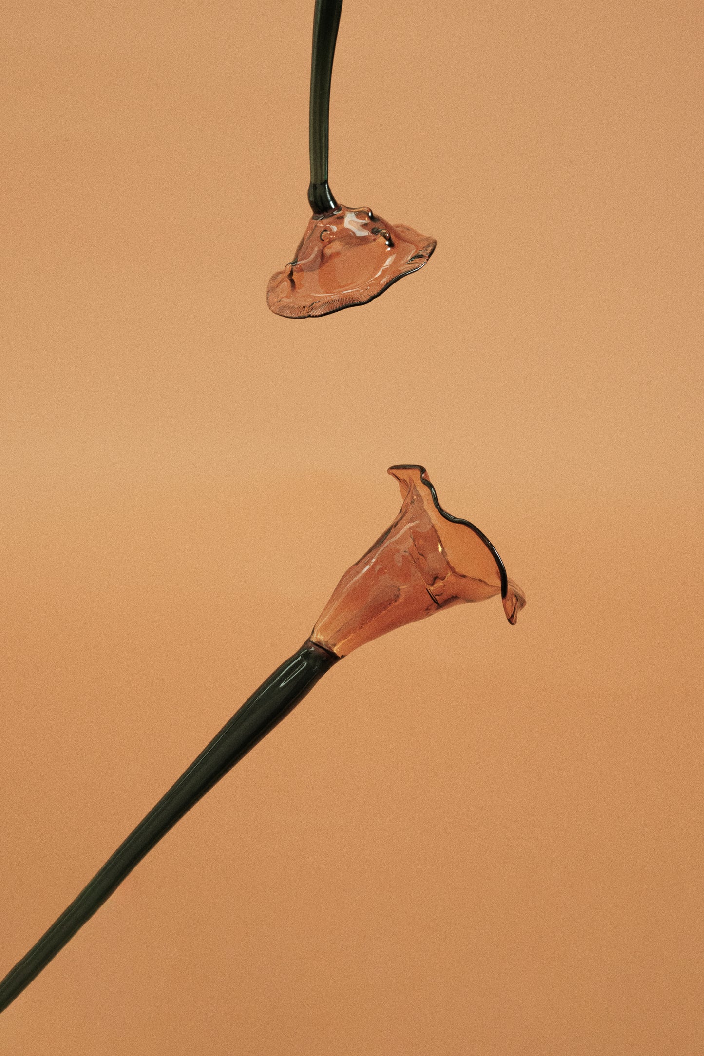 Flor Cala Naranja