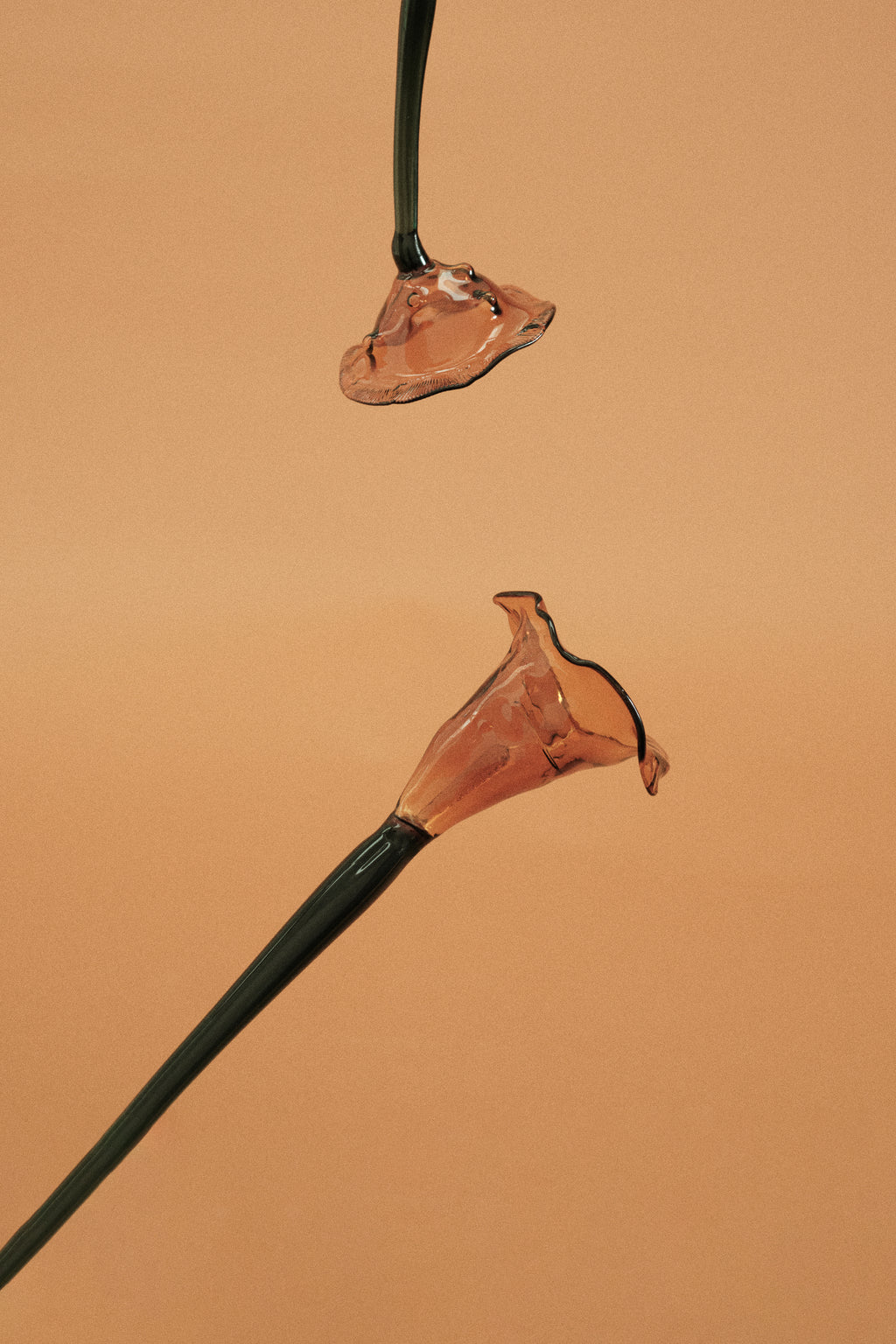 Flor Cala Naranja