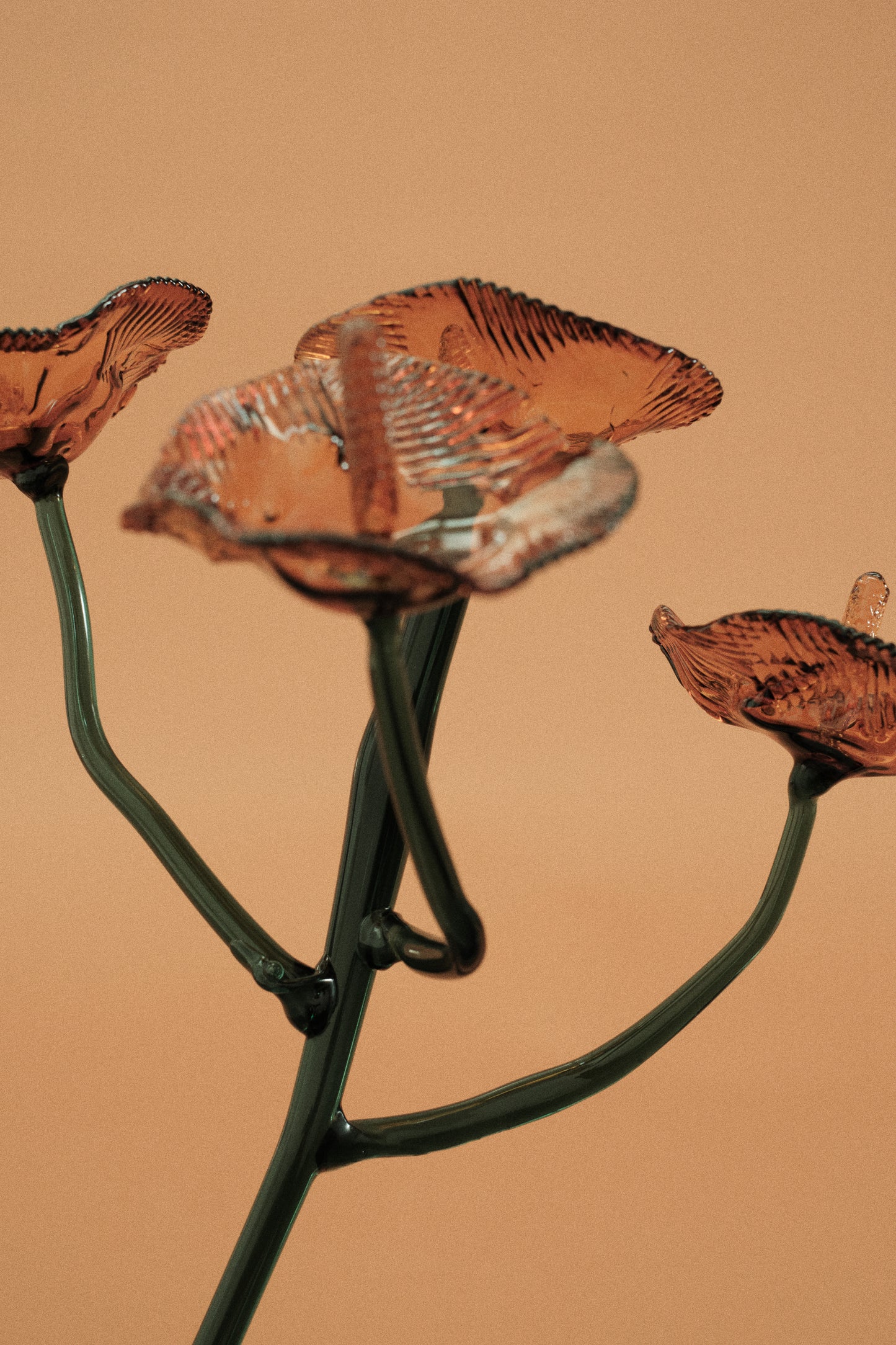 Inflorescencia Naranja