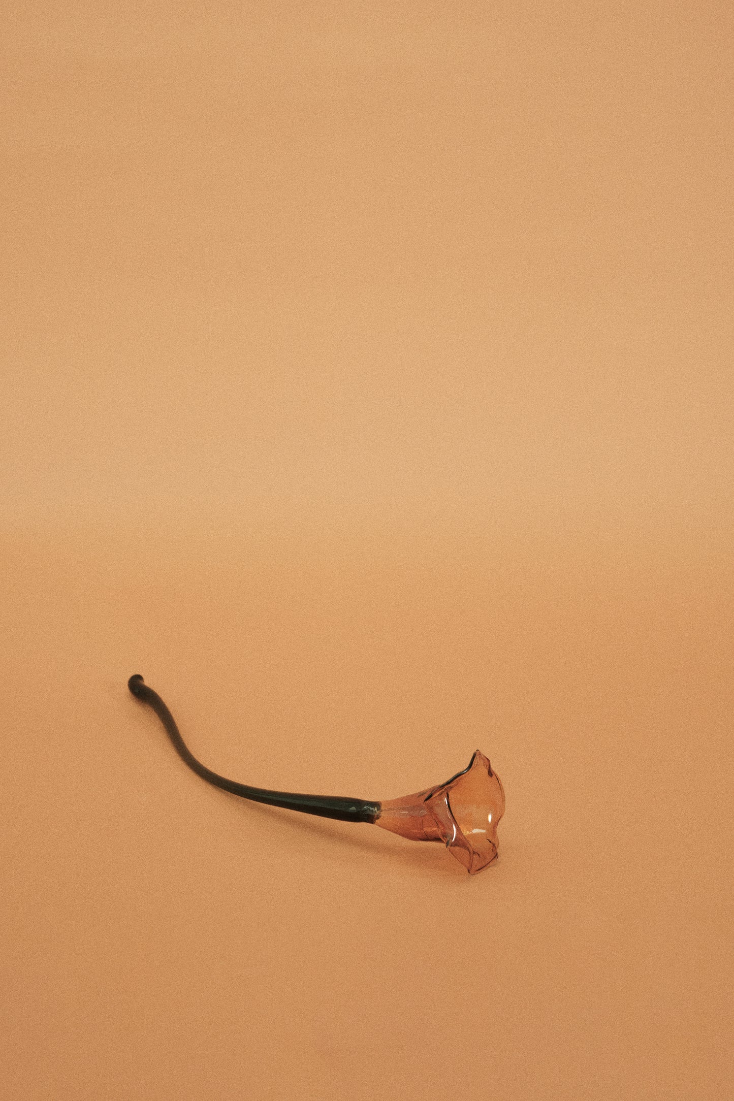 Flor Cala Naranja