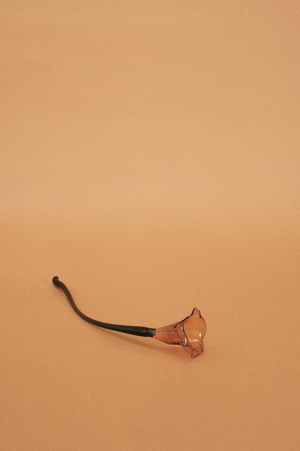 Flor Cala Naranja